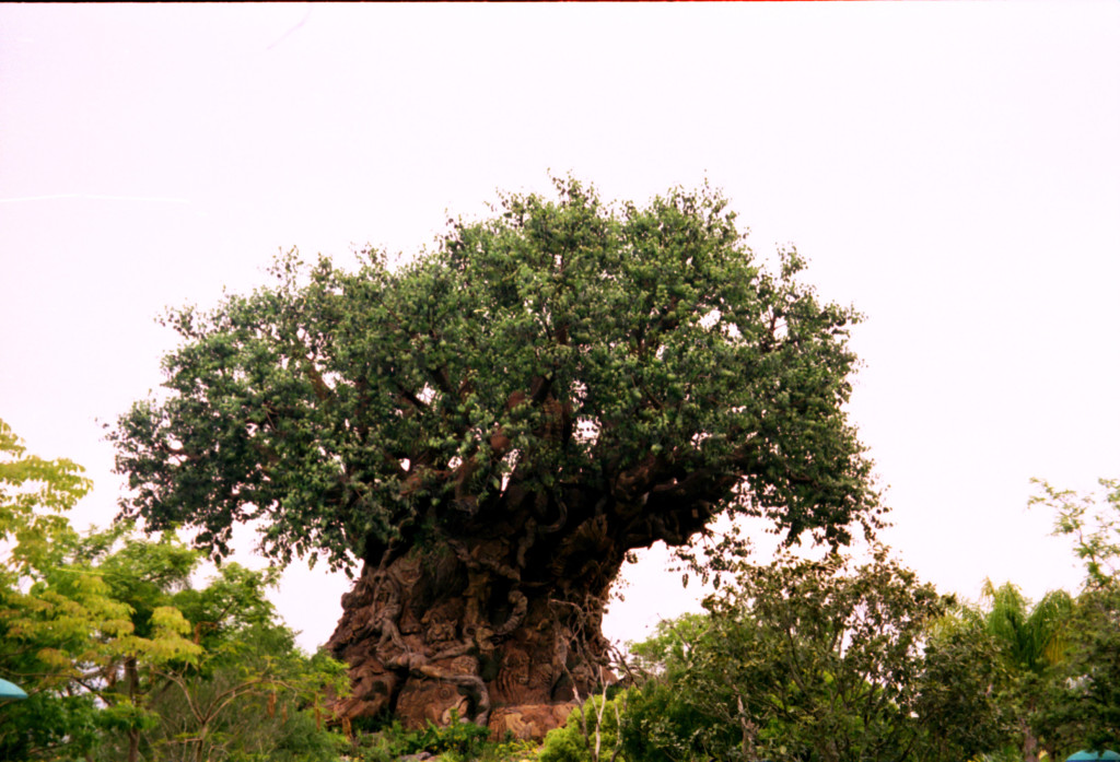 038 Orlando - Disney's Animal Kingdom, tree of life 30-04-1999